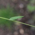 Carex leporina पत्ता