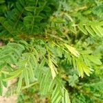 Indigofera arrecta Leaf