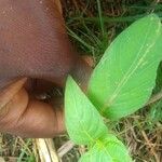 Ruellia prostrata Blatt