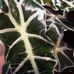 Alocasia sanderiana Liść