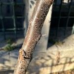 Prunus armeniaca Bark