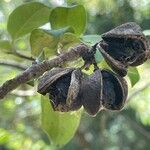 Pittosporum tenuifolium Fruit