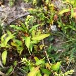 Persicaria hydropiper Цвят
