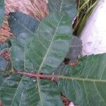 Schinus terebinthifolius List