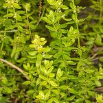 Cruciata glabra Blomst