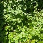 Hydrocotyle sibthorpioides Habit