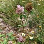 Trifolium pratenseKukka