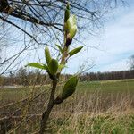 Salix lucida Лист