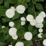 Ranunculus aconitifolius Blomst