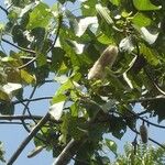 Ochroma pyramidale Fruit