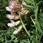 Vicia argentea Annet