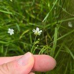 Stellaria graminea Blüte