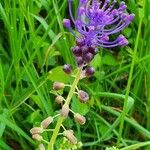 Muscari comosumFlower