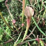 Sarracenia rubra Levél