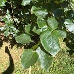 Tilia × euchlora Folla