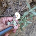 Trichodesma indicum Цветок