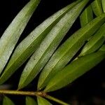 Podocarpus guatemalensis Feuille