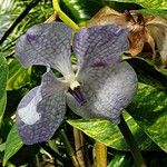 Vanda coerulea Квітка
