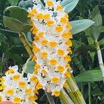 Dendrobium thyrsiflorum Flor