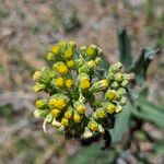 Senecio aronicoides Floare