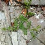 Vicia hybrida 葉
