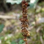 Orthilia secunda Fruit