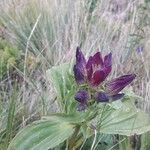 Gentiana purpureaЦвят