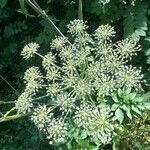 Angelica sylvestrisFlower