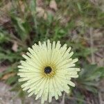 Urospermum dalechampii Flower