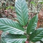 Monodora angolensis Folha