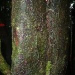 Pouteria cayennensis Kabuk