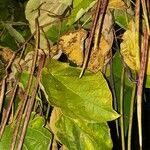 Catalpa ovata Fruit