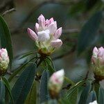 Rhododendron morii Blüte