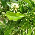 Pittosporum senacia Leht