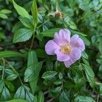 Rosa virginiana Floare