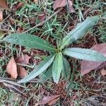 Elephantopus mollis Leaf