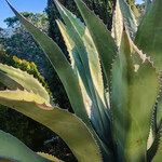 Agave salmiana Leaf