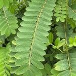 Senna didymobotrya Blatt