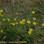 Potentilla neglecta Habitus