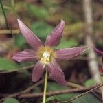 Erythronium revolutum Flower
