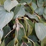 Actinidia arguta Fuelha