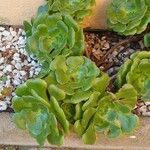 Aeonium castello-paivae Leaf