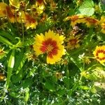 Coreopsis grandifloraFlower