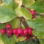 Crataegus crus-galli Плод