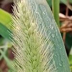 Setaria viridis Fruto