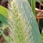 Setaria viridis ഫലം