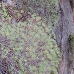 Euphorbia dendroides Habit