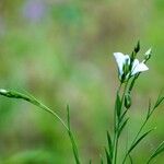 Linum usitatissimum Autre