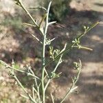 Calicotome spinosa Leaf