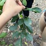 Pisonia macranthocarpa 葉